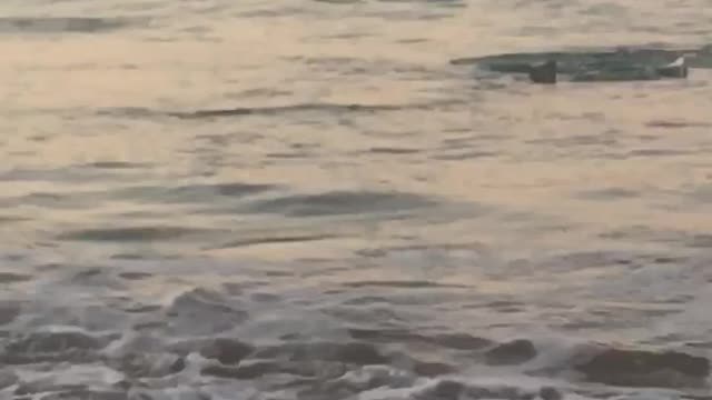 Shark at Sunset Swimming Through Waves