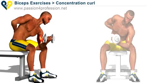 CONCENTRATION CURLS BICEPS EXERCISES