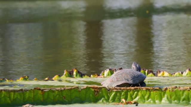 turtle on lilly pad thailand