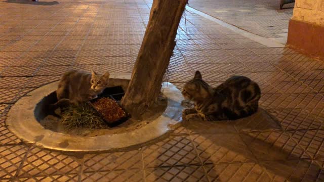 Cats eating met lima peru