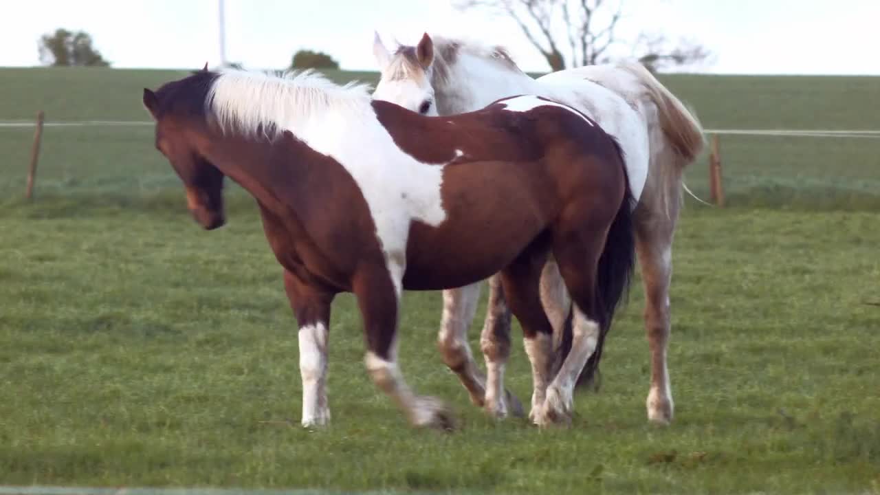 Horses couple enjoying playing and chasing each others in a beautiful afternoon