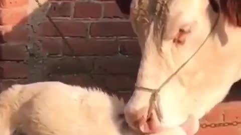 Do you think the dog is your son