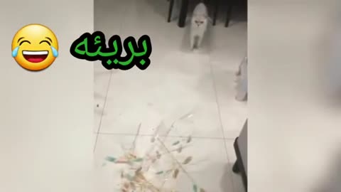 مقاطع مضحكة عن القطط شاهد قطة تلعب مع الكلاب