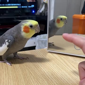The cockatiel bird sings in front of the mirror and makes funny and wonderful moves with its owner