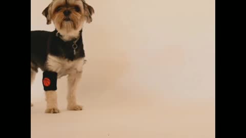 Two most funny dog is funny moment