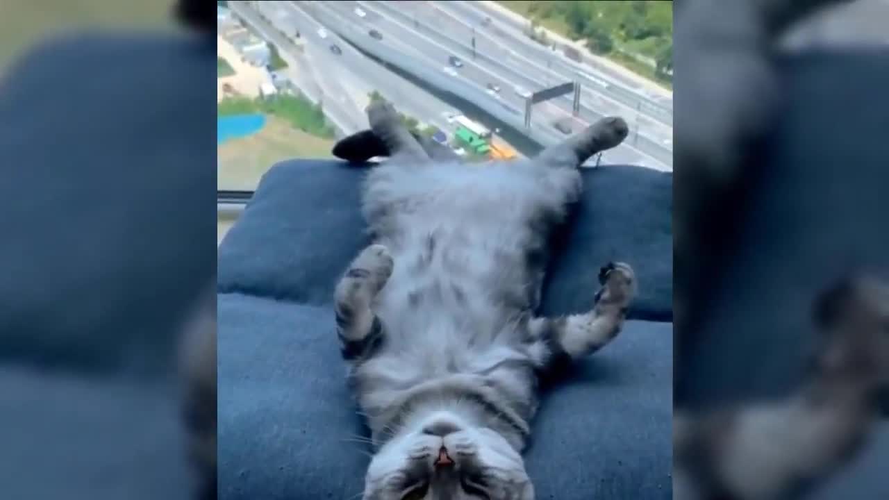 cute and funny cat video