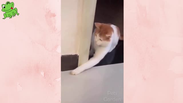 Cuts Funny Dogs And Cats Clips.. 😜😜