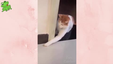 Cuts Funny Dogs And Cats Clips.. 😜😜