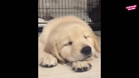 Cute animals sleeping