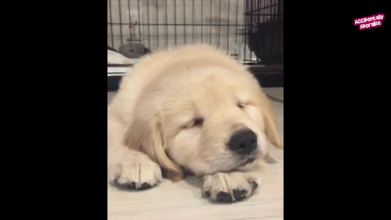 Cute animals sleeping
