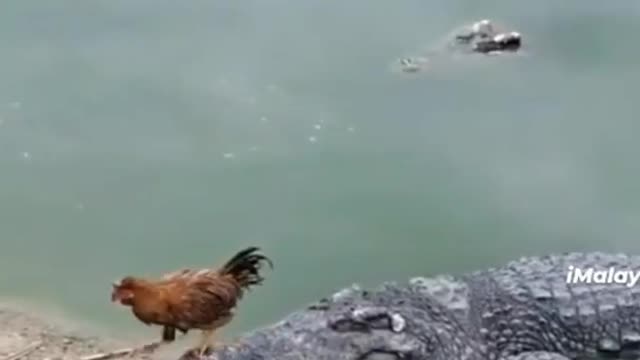 The chicken tasted the crocodile and ran away from its mouth