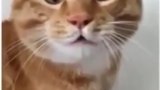 Cute and Funny Dog And Cat Compilation {Angry Cat}