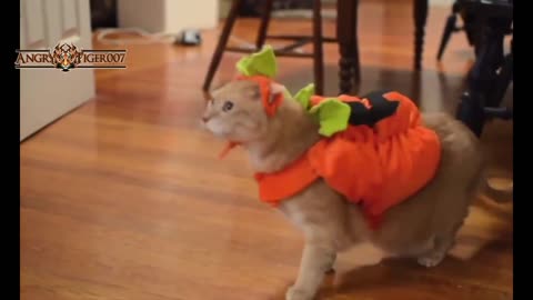 Cute Cats and Dogs Love Halloween