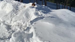 Snow puppy