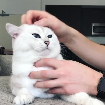 The deep-fluff facial. An essential part of my beauty regimen.