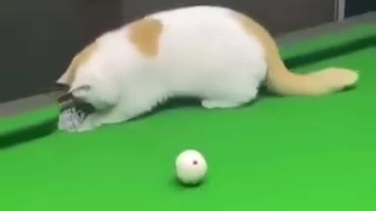 Animal funny video