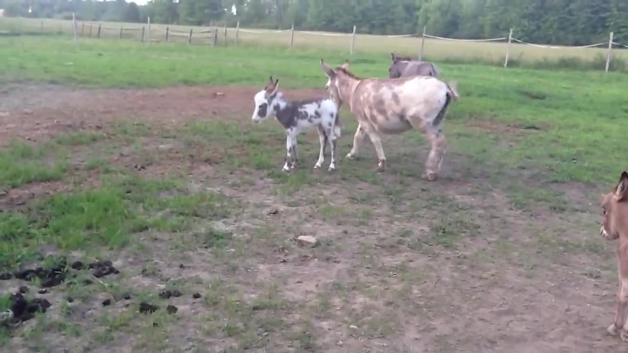 Baby Donkey Falls Asleep!!!!!!