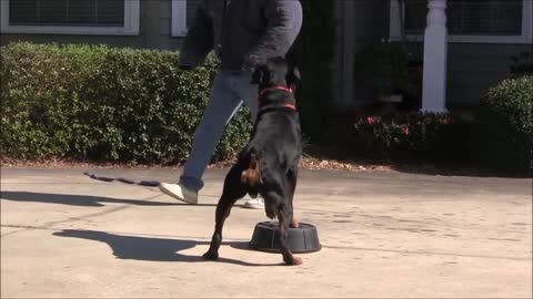 Training dogs to guard you and your properties