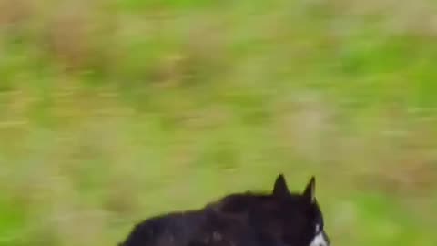 Animal attek | animal sef | atek to dog