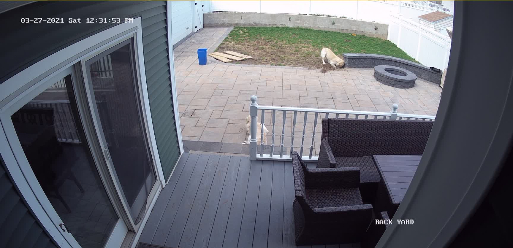 Digging Doggo Pretends He Wasn't Caught in the Act