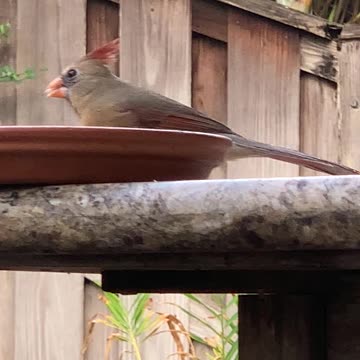 Pretty Northern Cardinal Female “Pretty Girl”