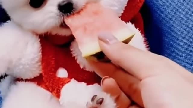 Playing with Cute and Adorable Puppies #2