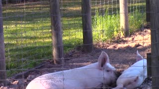 Installing new waterers for the pigs