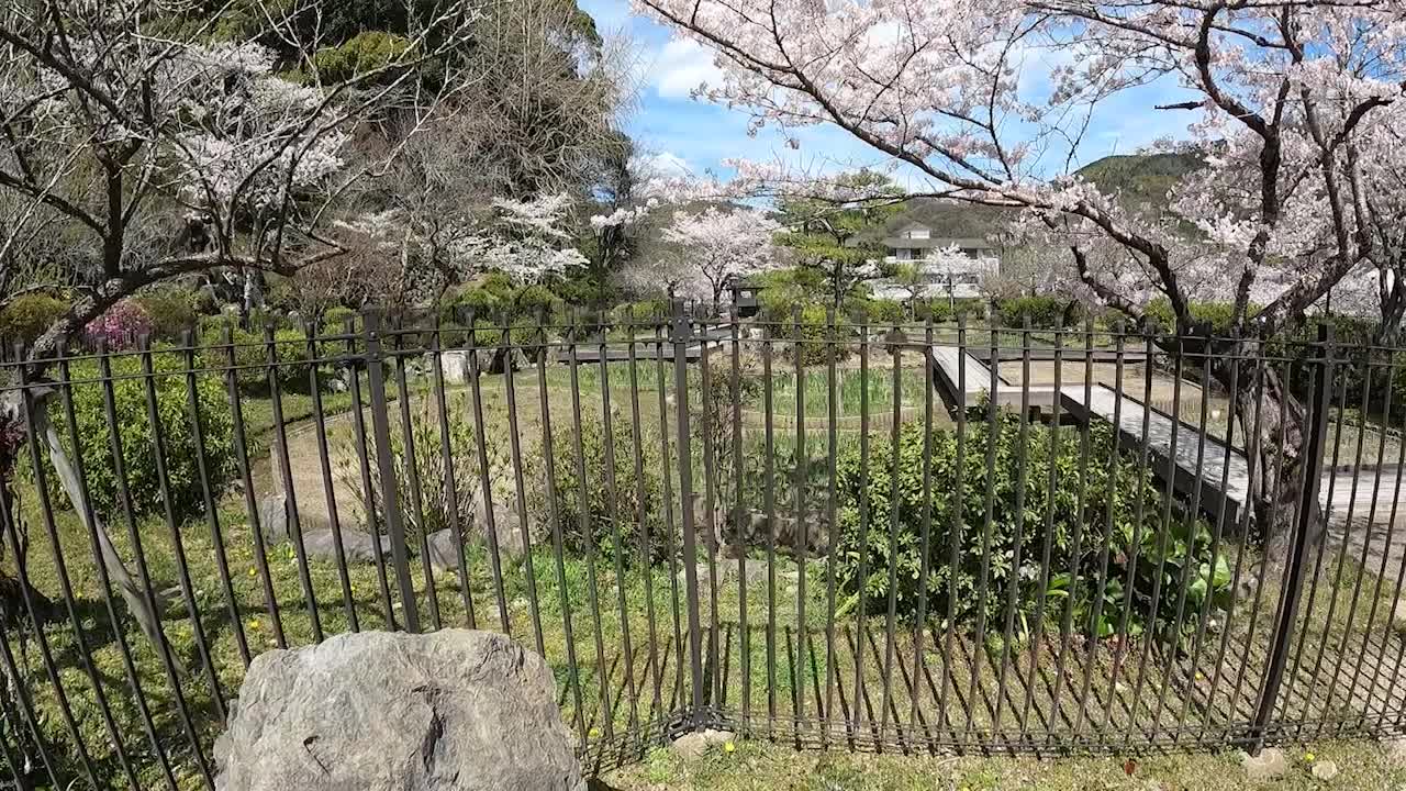 Cherry Blossoms at the Kintai Kyo in Iwakuni