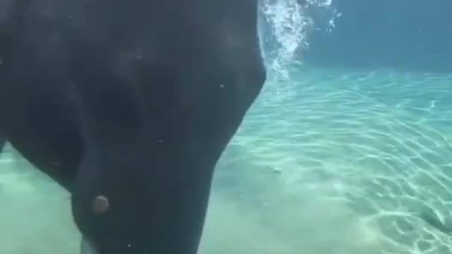 Elaphent walk in water video