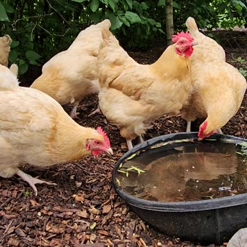 OMC! Adorable hens drinking and relaxing in the lilac bush. #chickens #hens