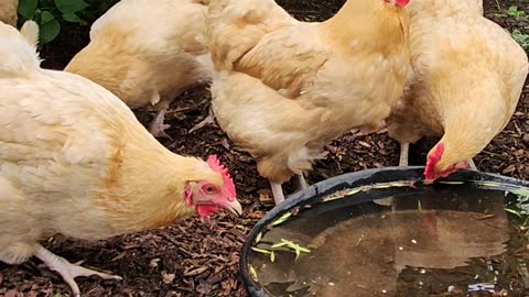 OMC! Adorable hens drinking and relaxing in the lilac bush. #chickens #hens