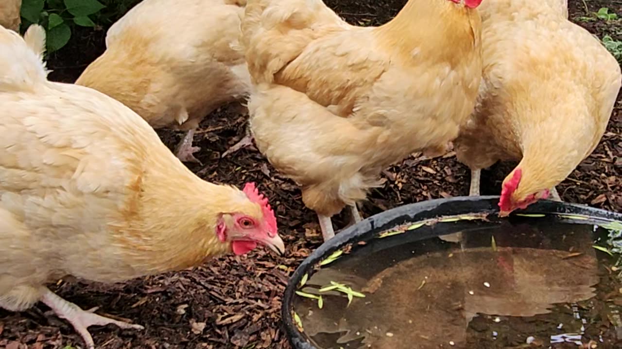 OMC! Adorable hens drinking and relaxing in the lilac bush. #chickens #hens