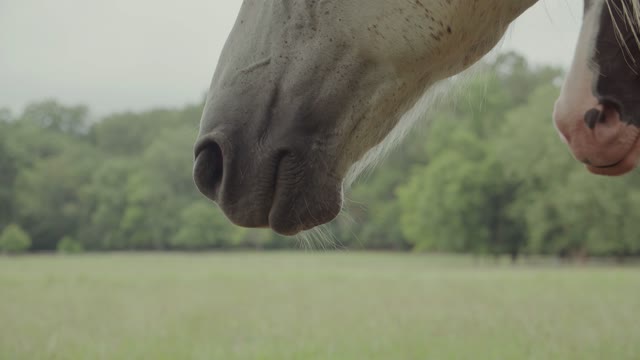 cavalo