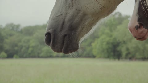 cavalo