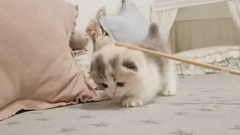 short clips of little kitten