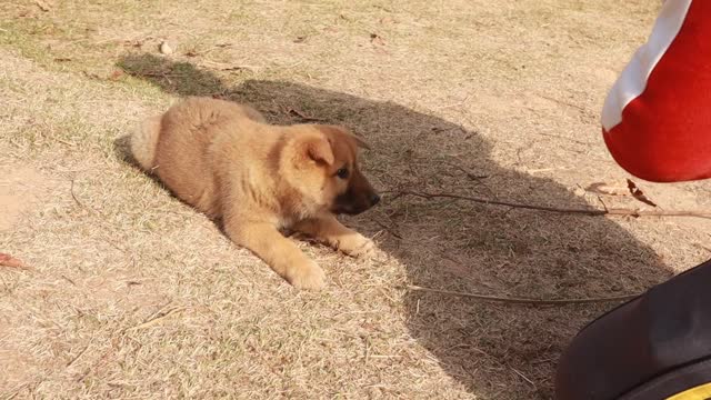 Korean JinDo Dog Puppy