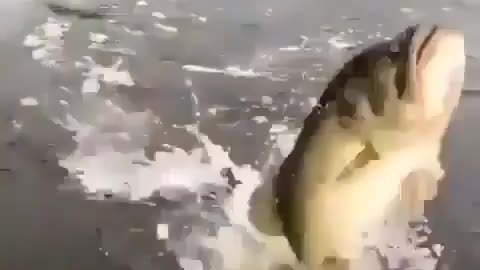 This is a beautiful and charming water-dwelling species