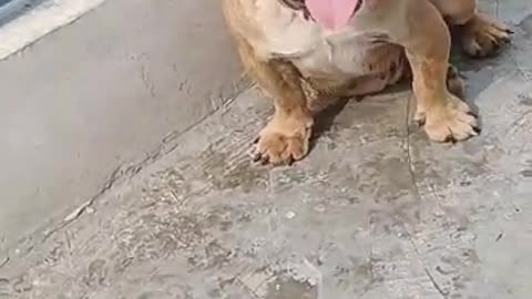 Funny dog