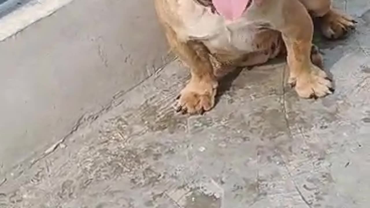 Funny dog