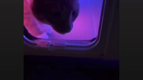 Club for cat, 🤯🤔😳