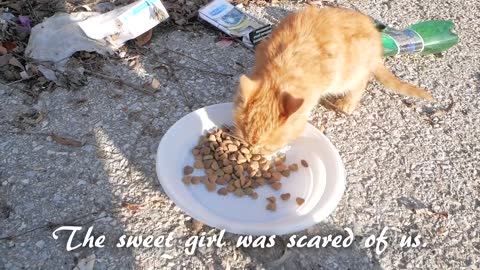 Abandoned Kitten Crying At The Trash Cans