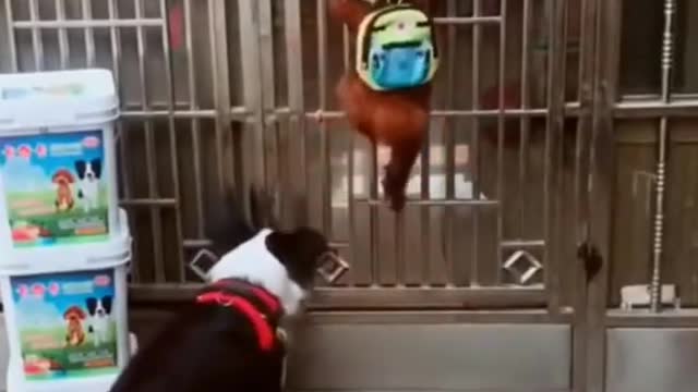 Dogs funny shorts video