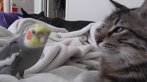 The parrot sings and talks in front of the cat