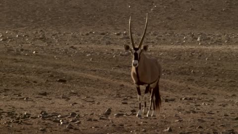 Namibia's Animal Kingdom ;-)