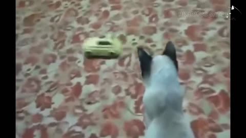 funny cat sacred video