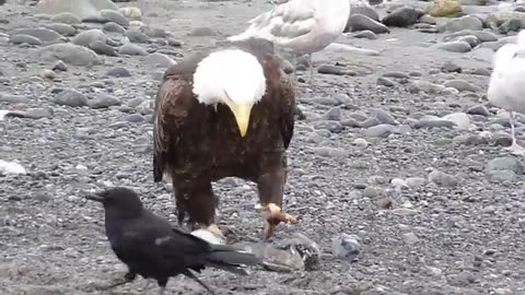 Eagle attacked video