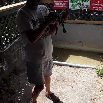 Holding a live 2 year old Alligator