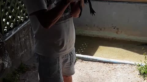 Holding a live 2 year old Alligator