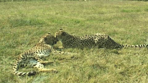 CHEETAH IN THE JUNGLE REST