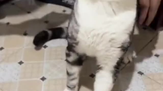 Funniest Cats 😹 - Don't try to hold back Laughter 😂 - Funny Cats Life